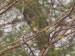 Cape May Warbler in hackberry tree