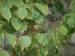 male nashville warbler in tree