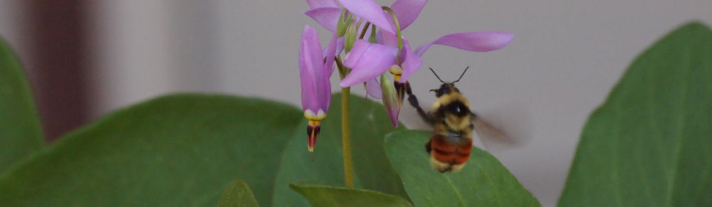 tricolor bee visiting amethust shooting star