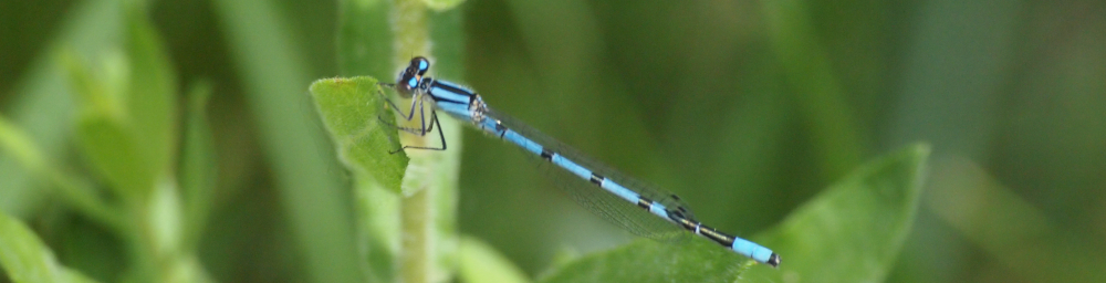 northern bluet perched on flower