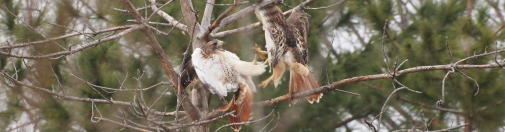 two red tailed hawks arguing over a meal