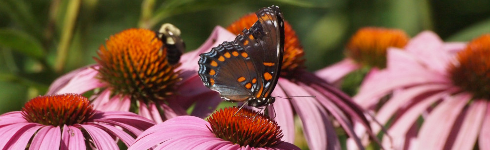 red spotted purple feeding from purple coneflower