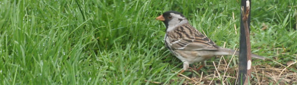 harris sparrow in lawn grass