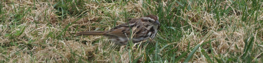 song sparrow in lawn grass