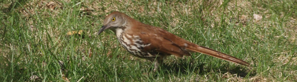 brown thrasher searching the lawn grass for food