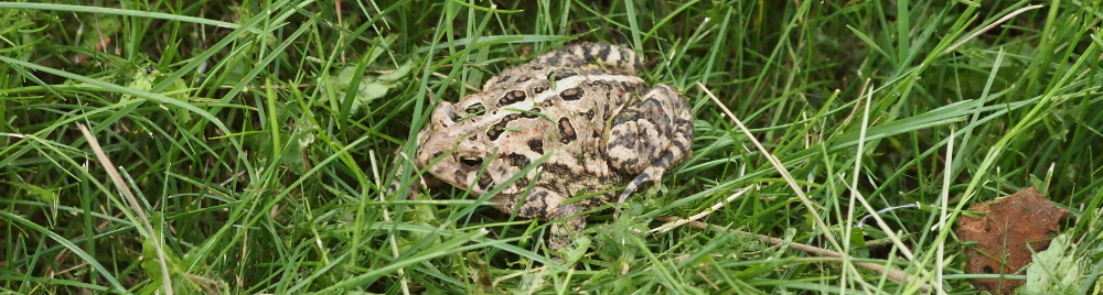 american toad sitting in lawn grass