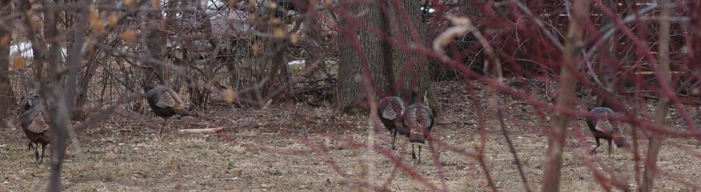turkeys walking through neighbor yard