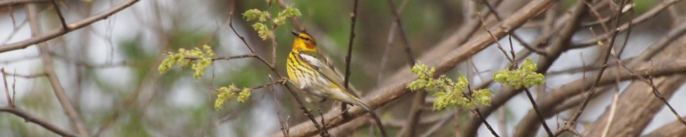 cape may warbler perched in hackberry