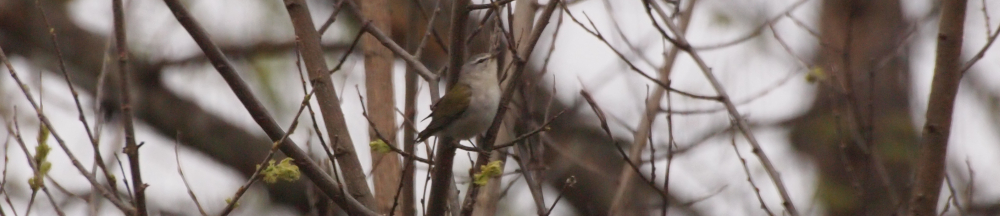 tennessee warbler perched in hackberry