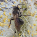 Sweat Bee, Lasioglossum