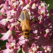 Soldier Beetle, Chauliognathus