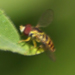 Syrphid Fly, Toxomerus