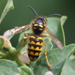 Yellowjacket Wasp, Vespula