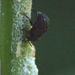 Milkweed Stem Weevil