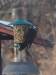 pileated woodpecker on feeder