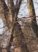 pileated woodpecker on tree