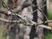 myrtle warbler on branch