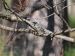 myrtle warbler in tree