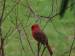 male cardinal sitting in shrub