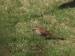 brown thrasher on lawn grass