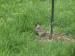 harris's sparrow in lawn grass