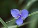 syrphid fly on spiderwort
