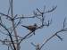 mourning dove in tree