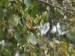 nashville warbler in birch