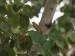 nashville warbler in tree