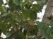 nashville warbler feeding in birch tree