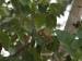 nashville warbler feeding in birch