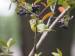nashville warbler