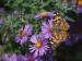 painted lady and honeybee on new england aster