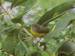 male nashville warbler on milkweed