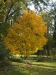sugar maple with yellow fall color